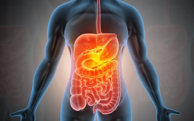 Fisiología de la salud. Cap.4. Abordaje integrativo del sistema digestivo base